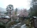 春なのに雪!