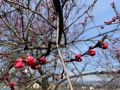 4月12日浄光寺境内の花桃の様子。

だい...